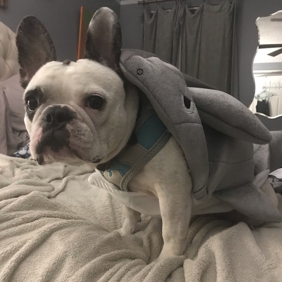 Other - Dog costume size medium
